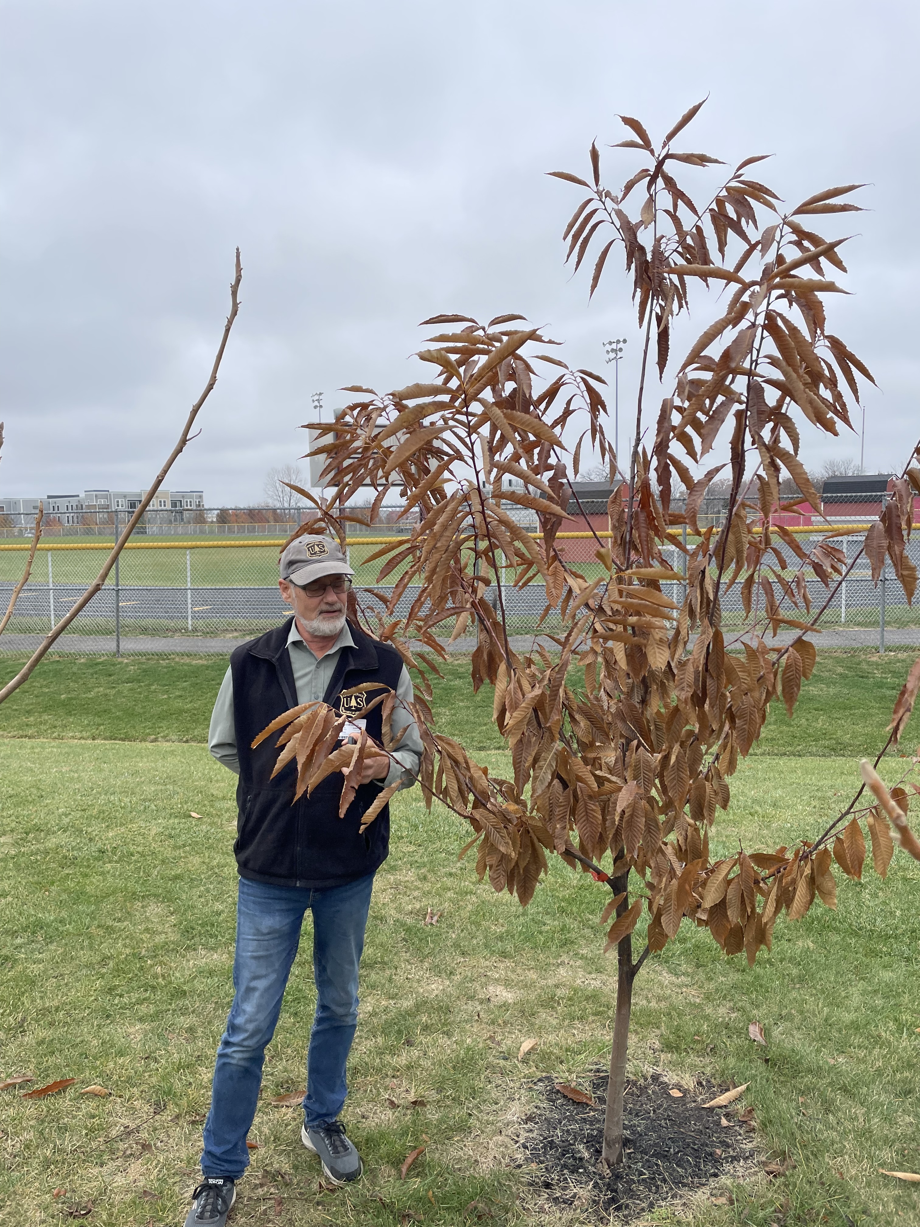 American Chestnut BC2_5-21-014