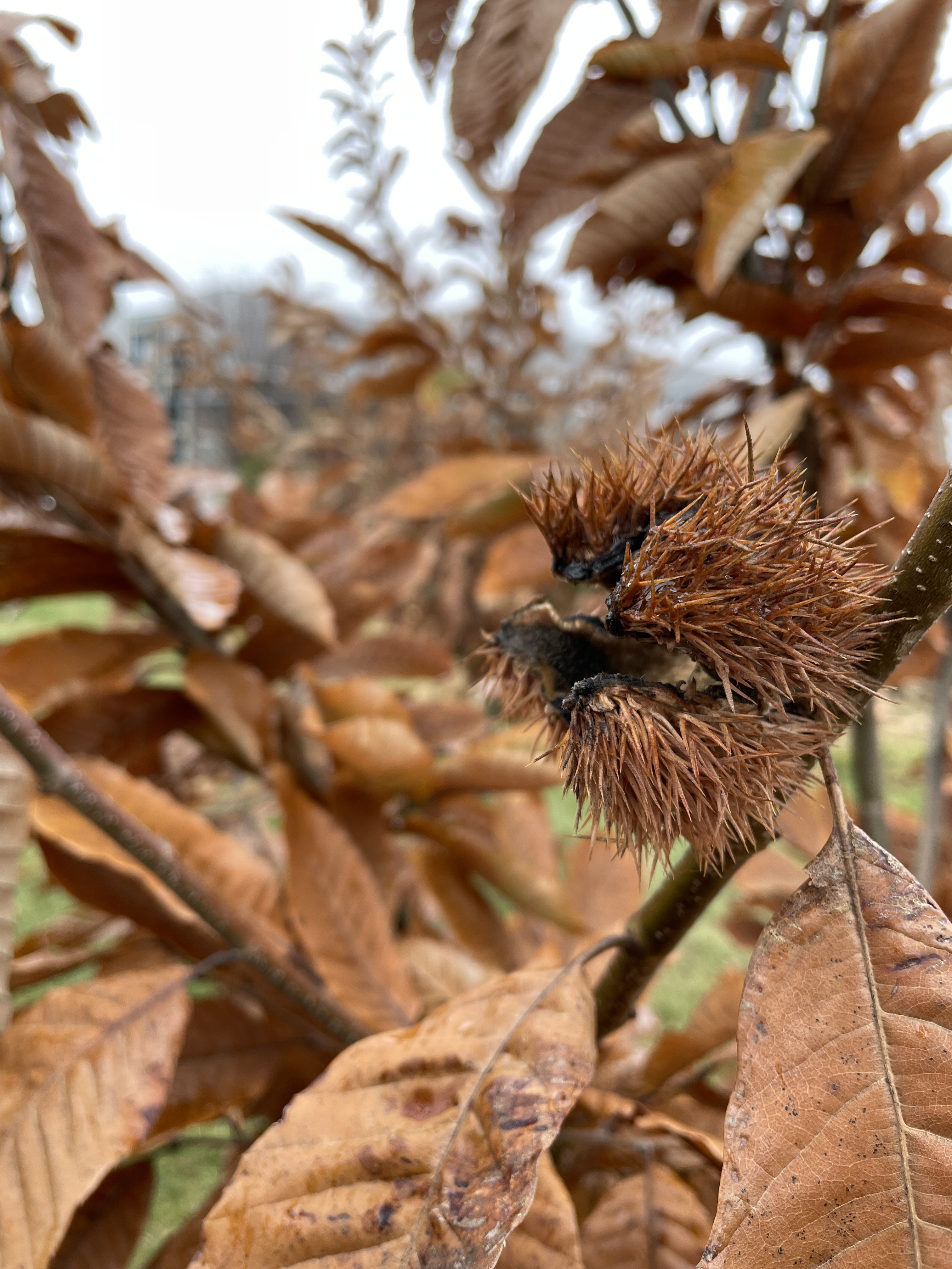 Fishers Jr High Burr